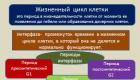 Презентация на тему «Митоз Презентация дыхательная система вещество митоз